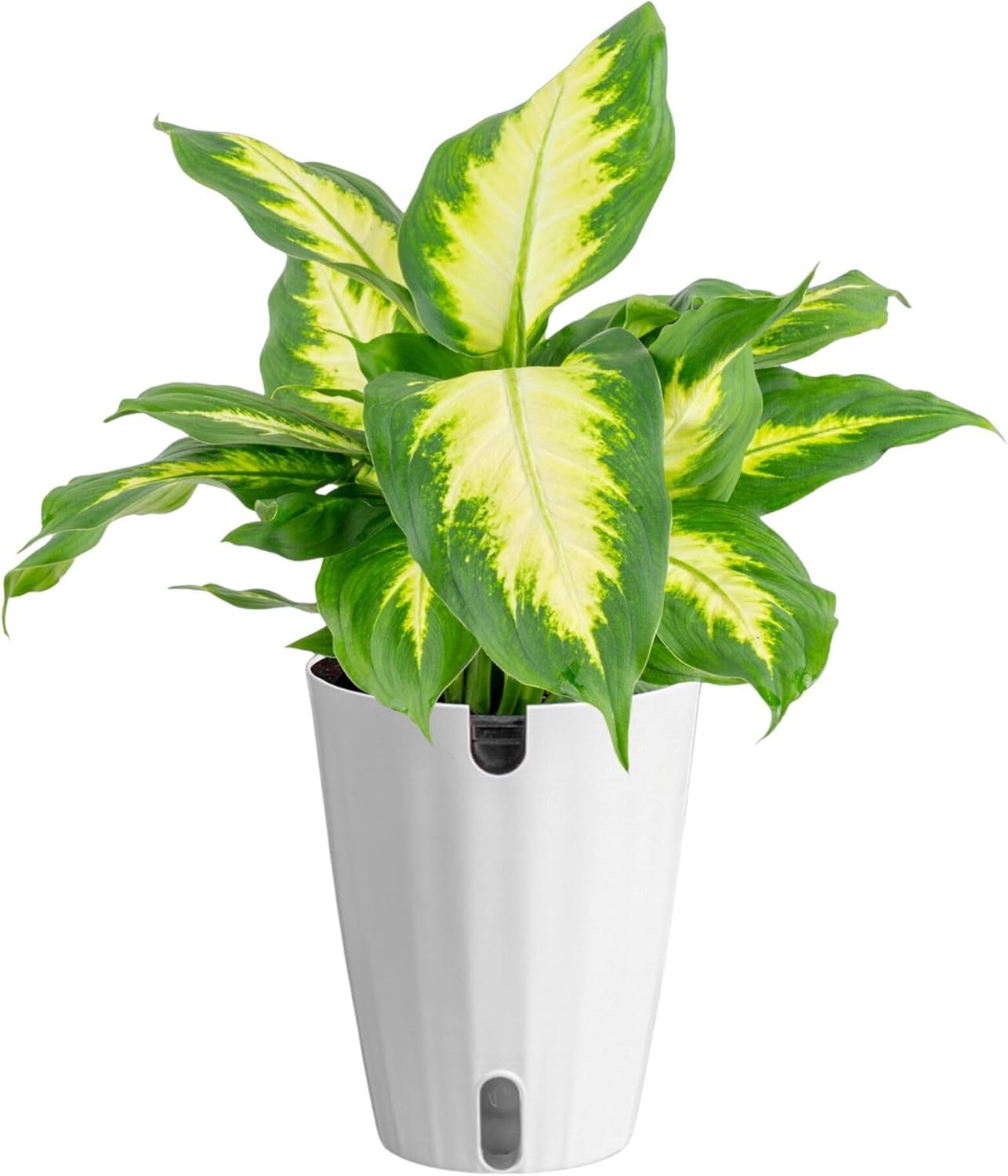 Costa Farms Dieffenbachia Live Indoor Plant, Easy to Grow Houseplant, Potted in Indoors Garden Nursery Plant Pot, Potting Soil Mix, Grower’s Choice, Home and Office Plants Decor, 1 Foot Tall