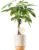 Costa Farms Money Tree Live Plant in Decorative Pot, Easy to Maintain, Air Purifying Braided Indoor Houseplant, Home, Room, or Office Decor, House Warming or Birthday Gift, 12-16 Inches Tall